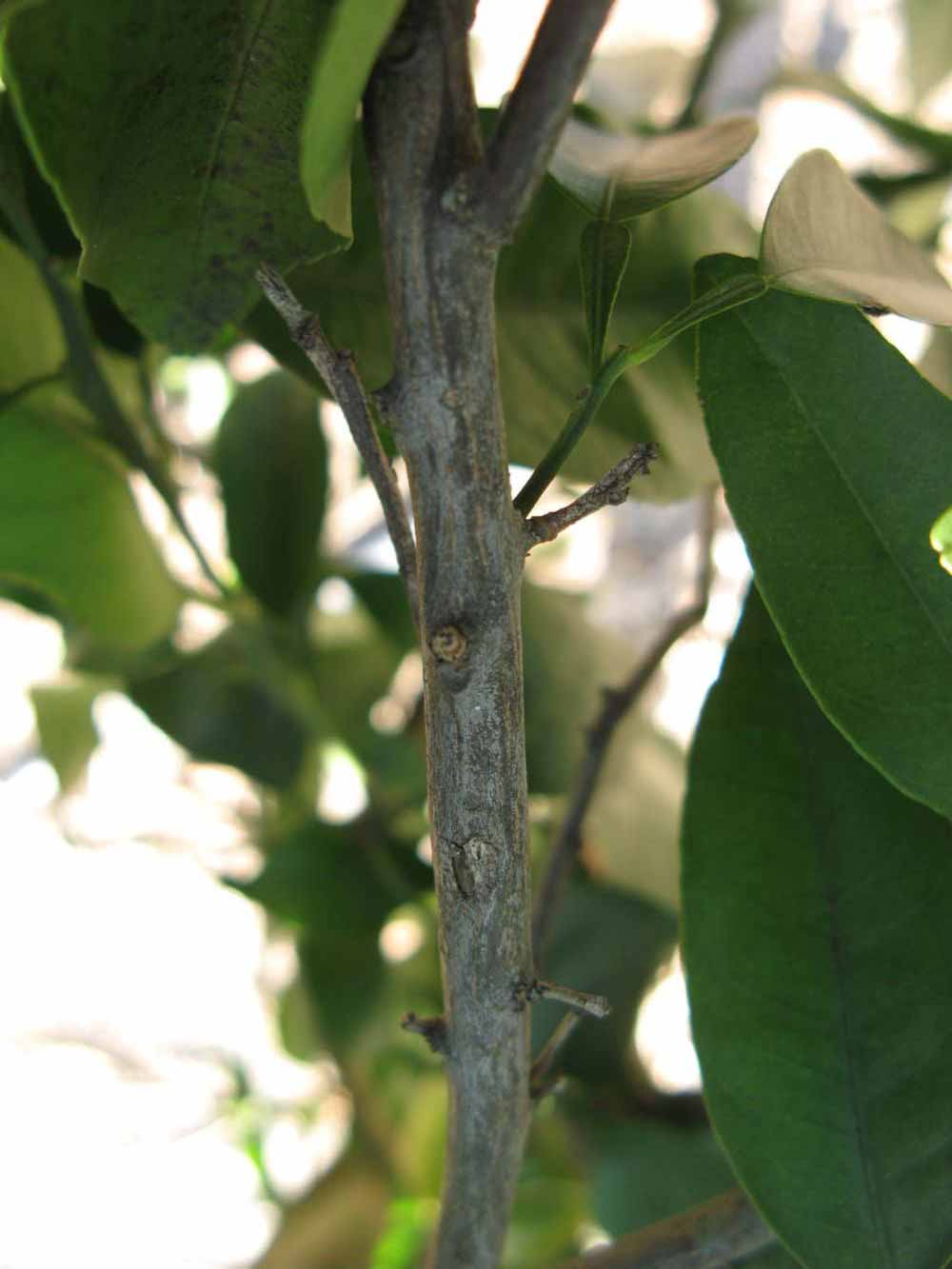              Second - third year twig (Winter Haven, FL)       